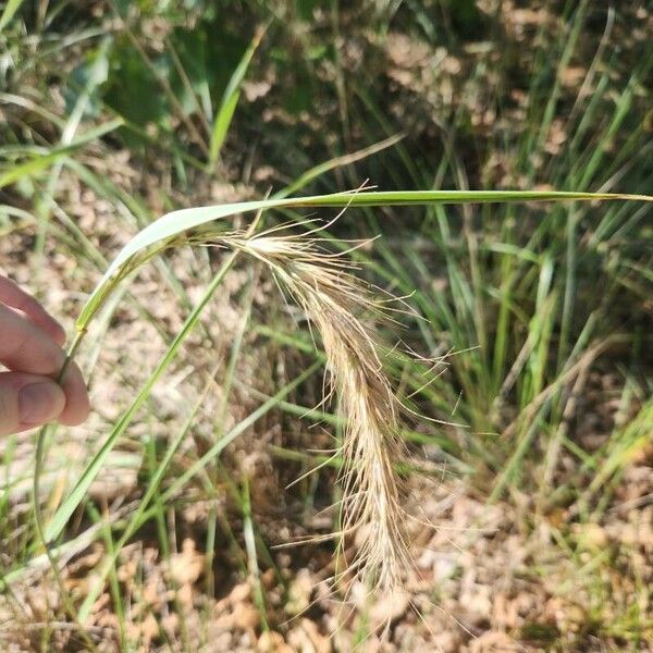 Elymus canadensis Flower