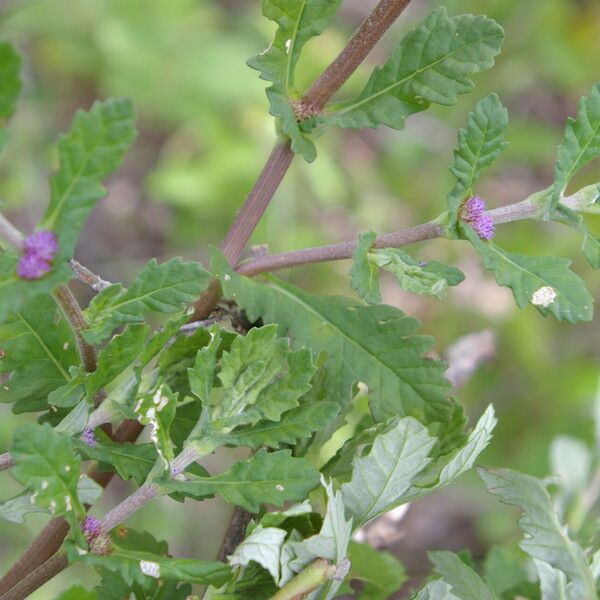 Trichospira verticillata आदत