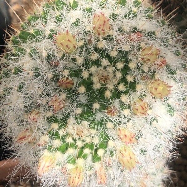 Mammillaria karwinskiana Лист