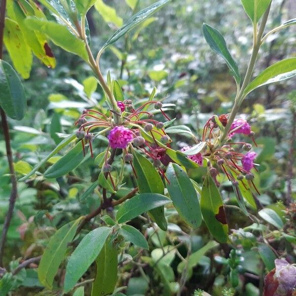 Kalmia angustifolia Blüte