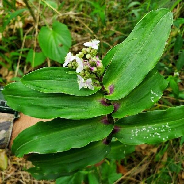 Callisia serrulata Листок