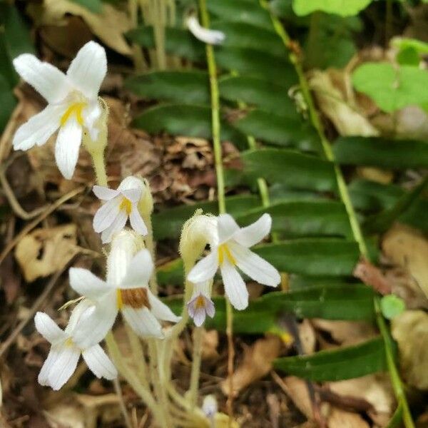 Orobanche uniflora Blüte