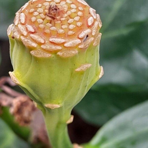 Calycanthus floridus Fruit