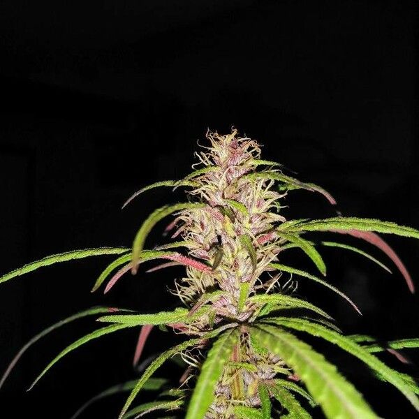 Cannabis sativa Cvet