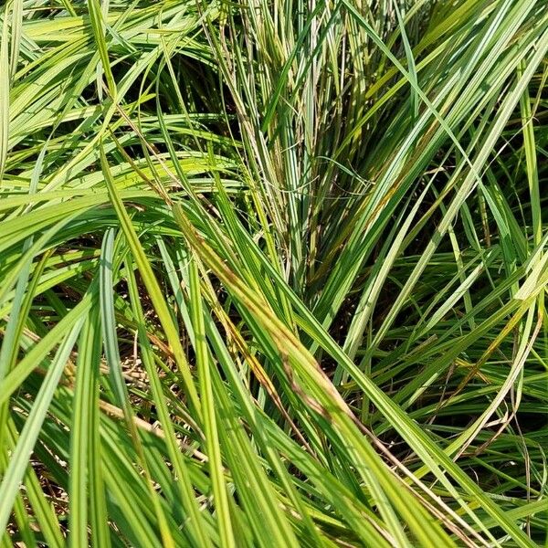 Carex riparia Habitat