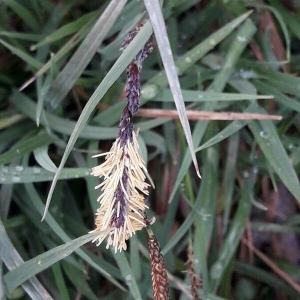 Carex flacca Flor