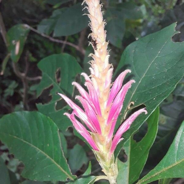 Aphelandra scabra Flor