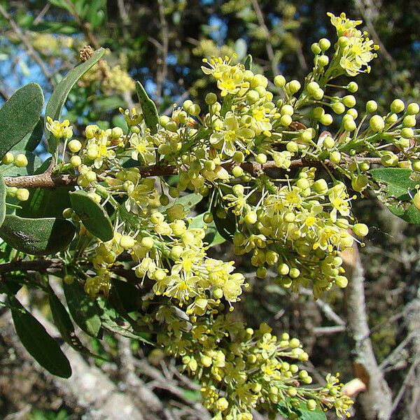 Schinus polygama Flor