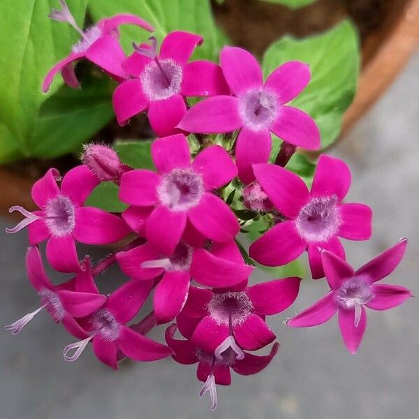 Pentas lanceolata Floare