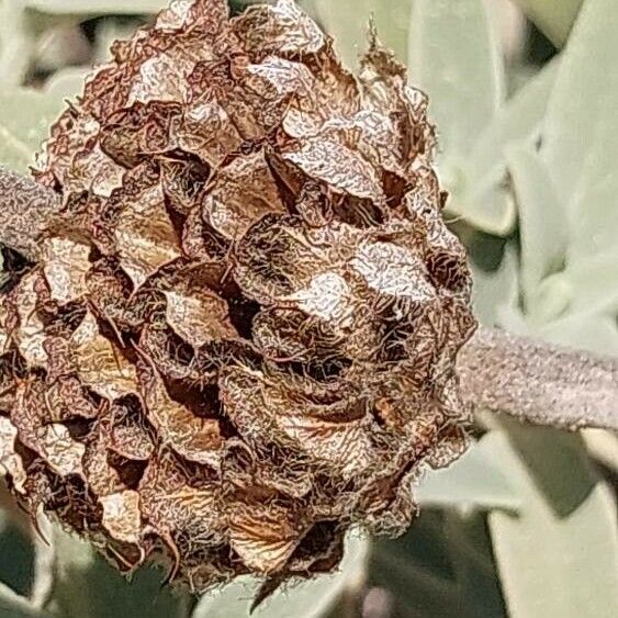 Phlomis purpurea Плод