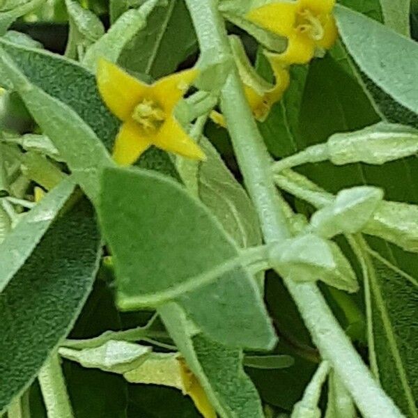 Elaeagnus angustifolia ফুল