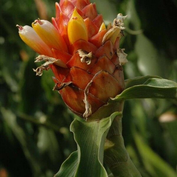 Costus woodsonii Flower