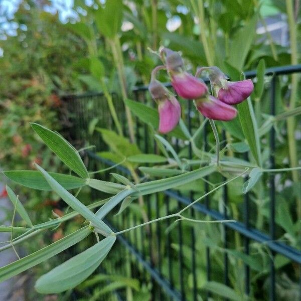 Lathyrus heterophyllus Floare