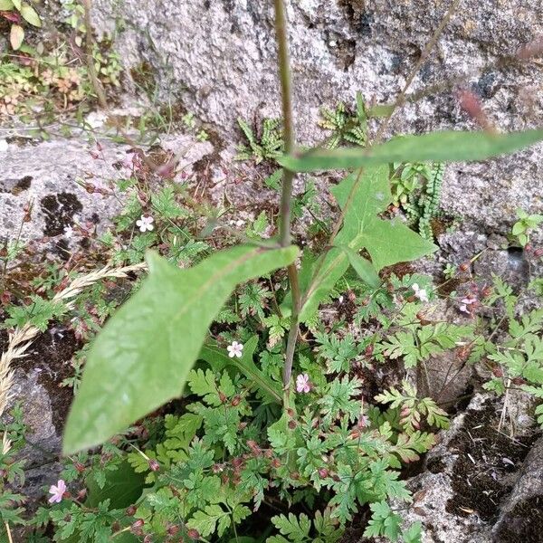 Lactuca muralis Leaf