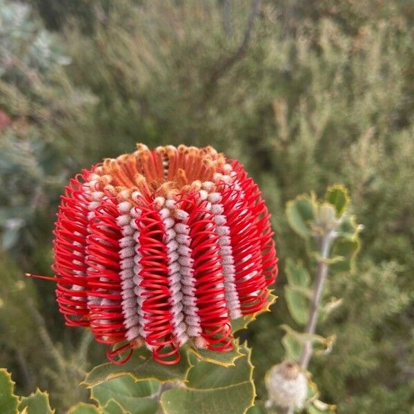 Banksia coccinea Flower