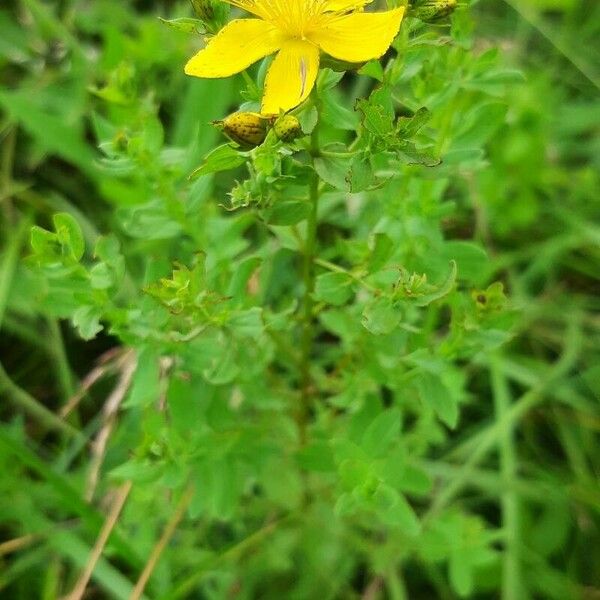 Hypericum maculatum Цвят