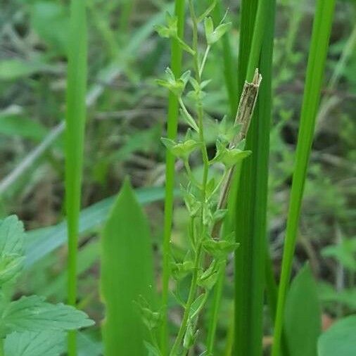 Veronica peregrina Blüte