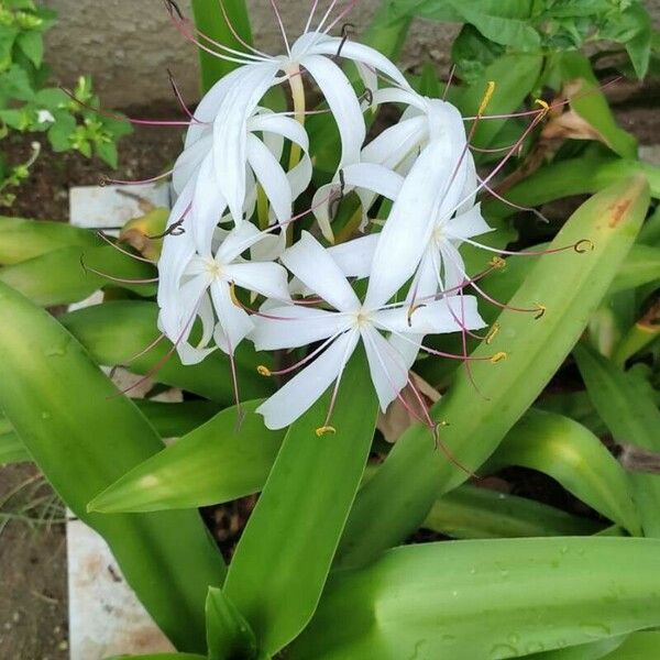 Crinum americanum 花