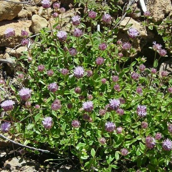 Monardella odoratissima Flower