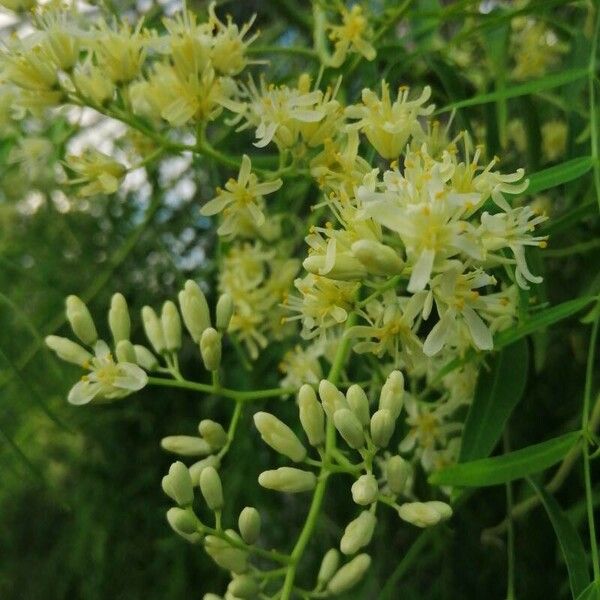 Moringa drouhardii Flower