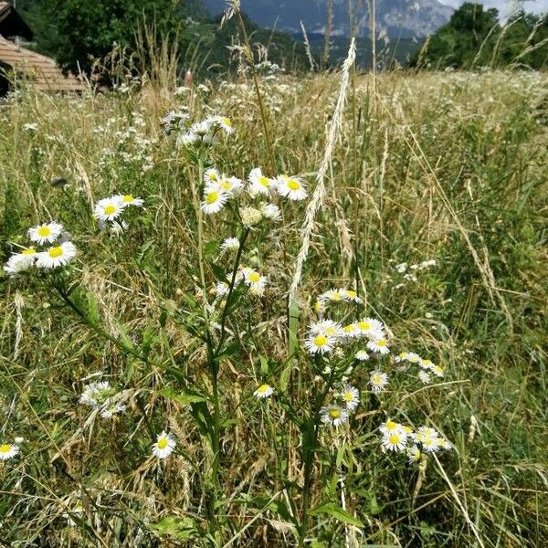 Erigeron annuus Cvet