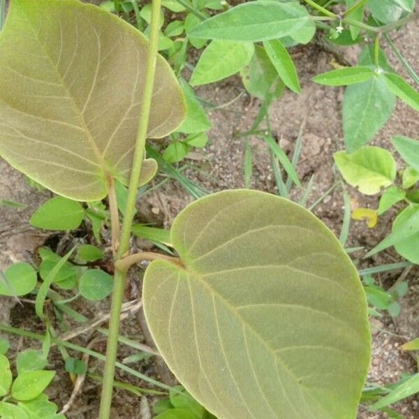 Passiflora ligularis برگ