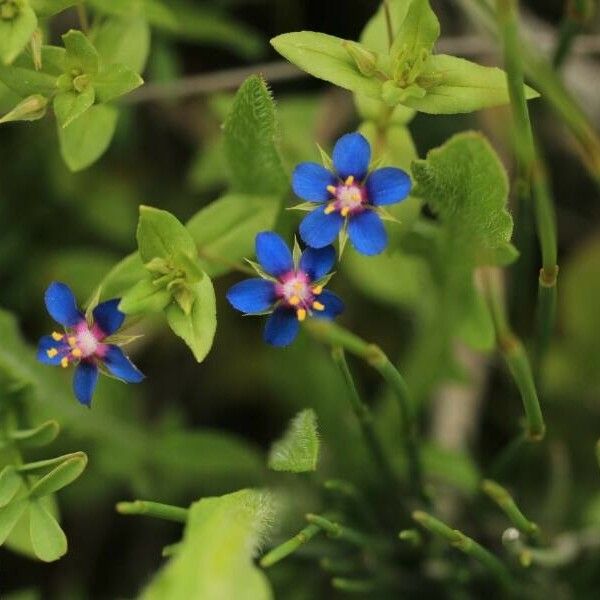 Lysimachia foemina Цвят