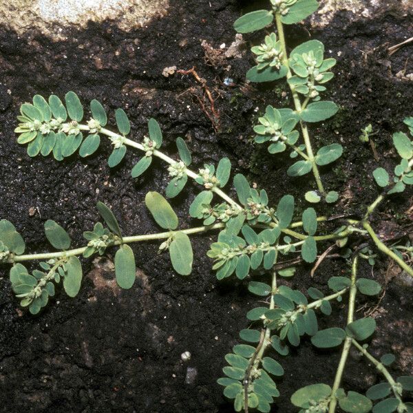 Euphorbia thymifolia Habit