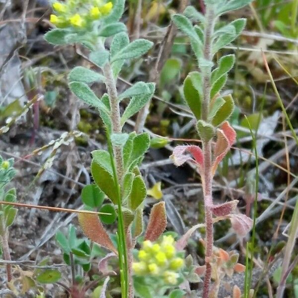 Alyssum simplex Tervik taim