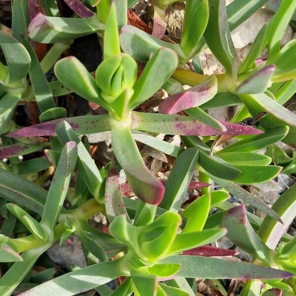 Carpobrotus glaucescens Yaprak