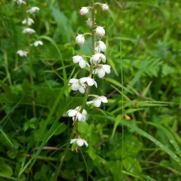 Pyrola rotundifolia Flor