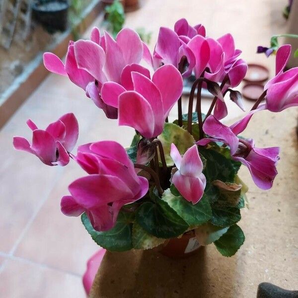 Cyclamen persicum Цвят