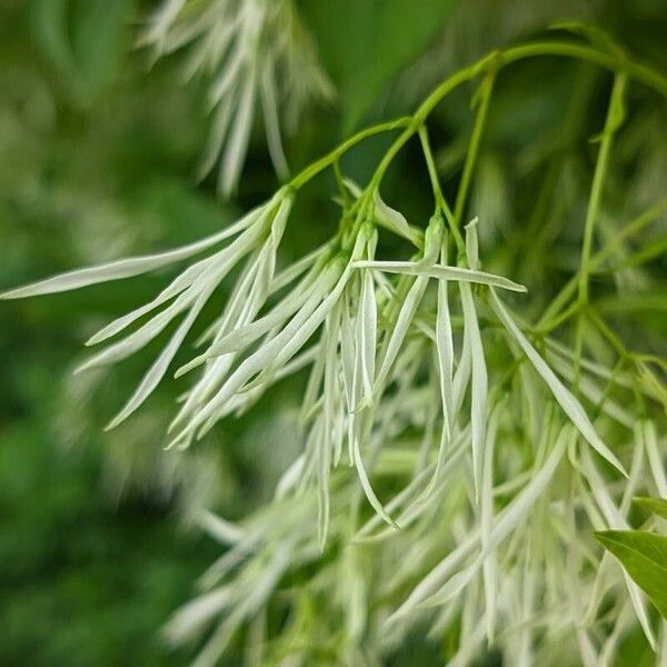 Chionanthus virginicus Žiedas