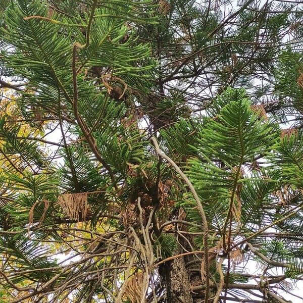 Araucaria heterophylla Habit