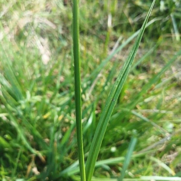 Carex vulpina Blad