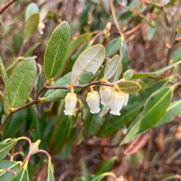 Chamaedaphne calyculata Blomst