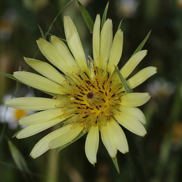 Tragopogon dubius Flower