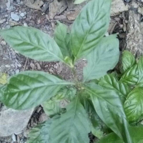 Psychotria nervosa Blatt