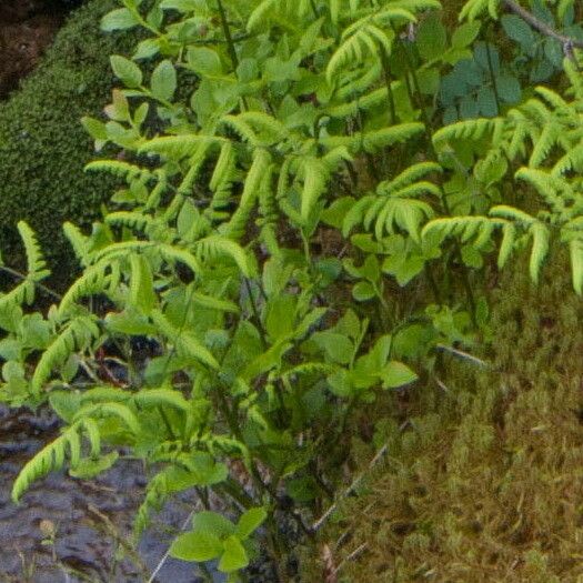 Gymnocarpium dryopteris Leaf