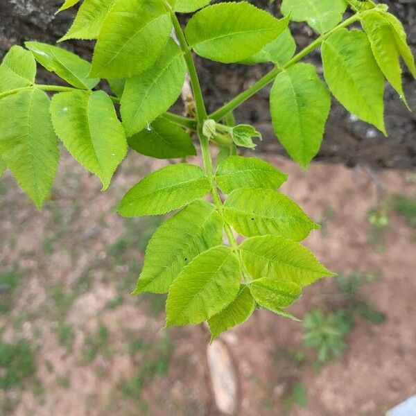 Carya illinoinensis 叶