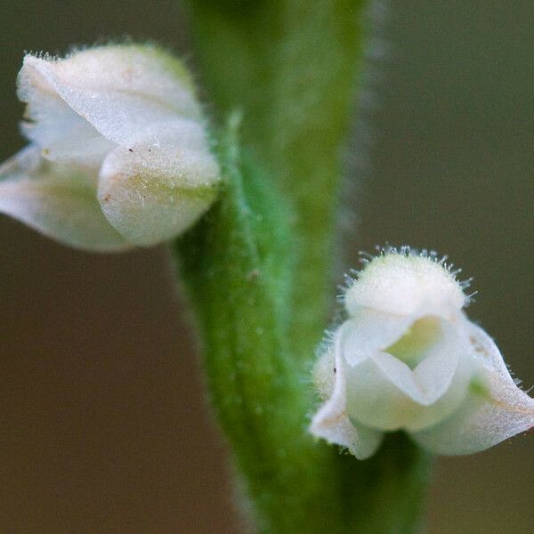 Goodyera tesselata Flor