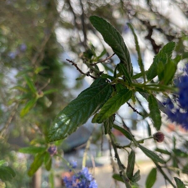 Ceanothus thyrsiflorus Blad