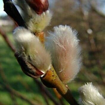 Salix × fragilis Flower