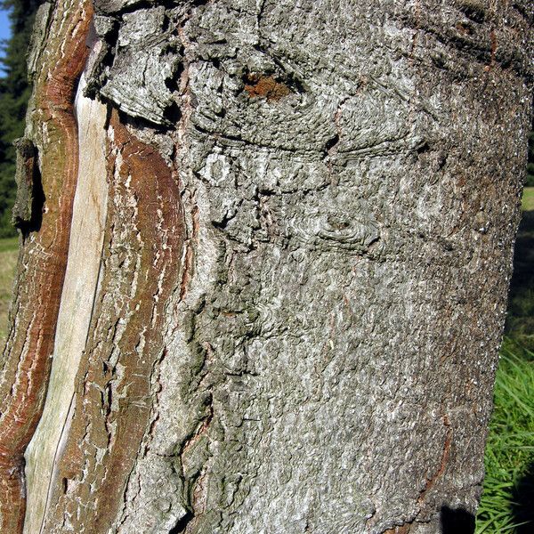 Abies cilicica Bark