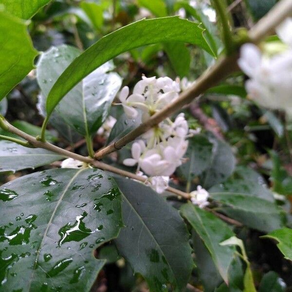 Osmanthus fragrans Flower