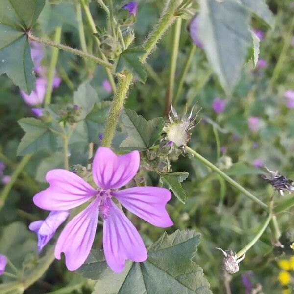 Malva sylvestris Cvet