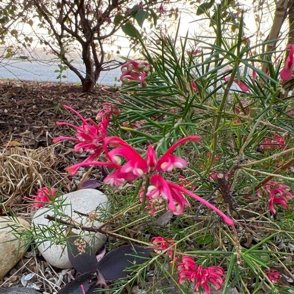 Grevillea rosmarinifolia ফুল