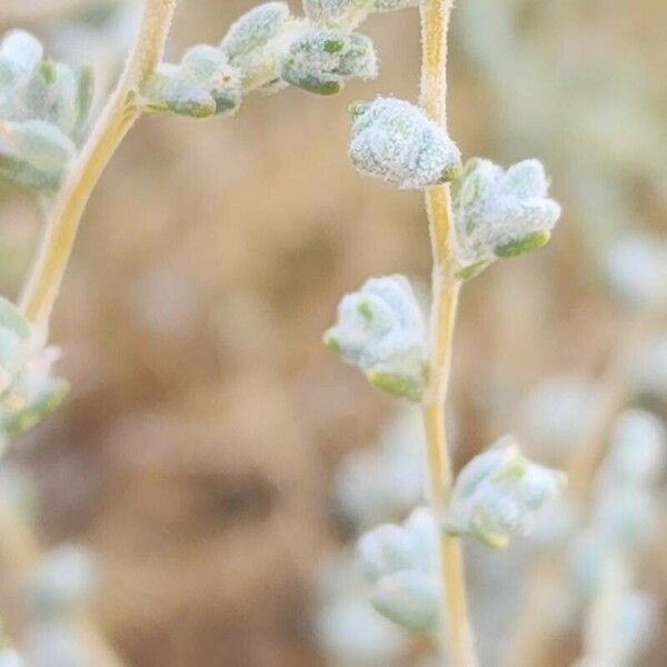 Salsola imbricata Blomst