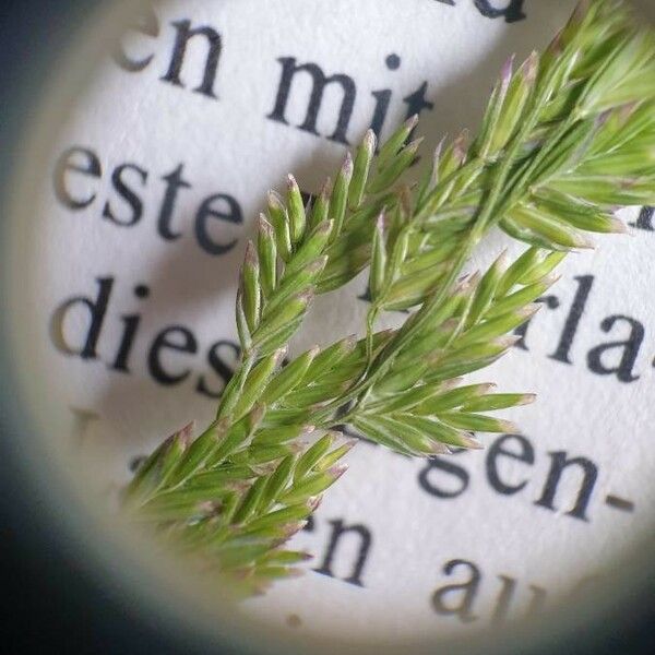 Poa compressa Flower