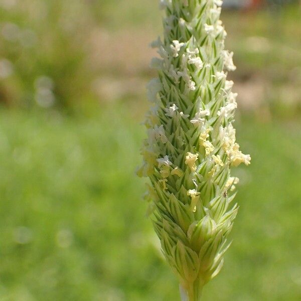 Phalaris minor Blüte